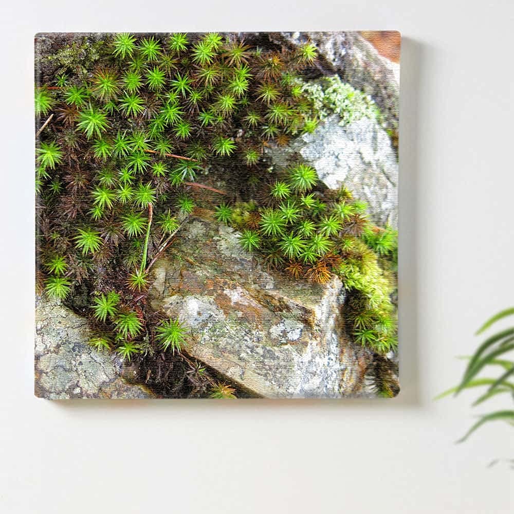 Amazon.co.jp: 植物 自然 アートパネル 100cm × 100cm XLサイズ 日本製